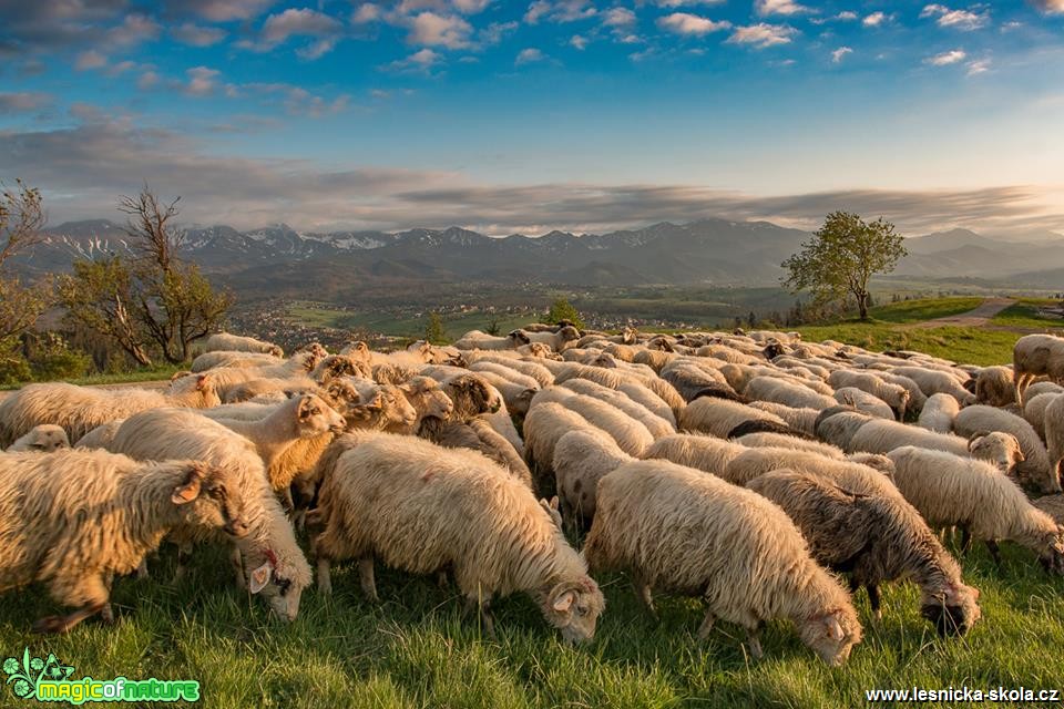 Horská pastva - Foto Jozef Pitoňák 0518 (1)