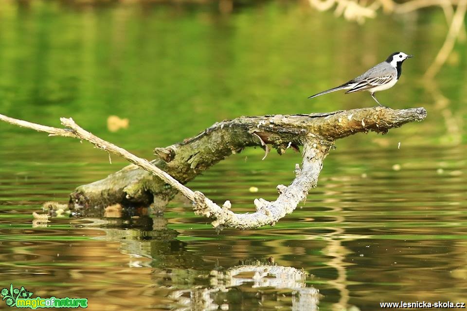 Konipas bílý - Motacilla alba - Foto Pavel Balazka 0518 (1)