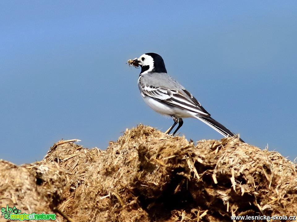 Konipas bílý - Motacilla alba - Foto Pavel Balazka 0518