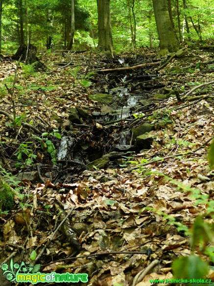 Potůček u Doubic - Foto Josef Vykoukal