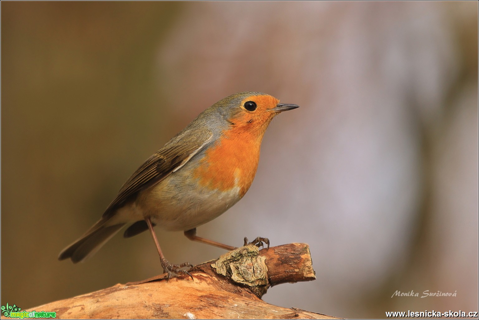 Červenka obecná - Erithacus rubecula - Foto Monika Suržinová 0618 (2)