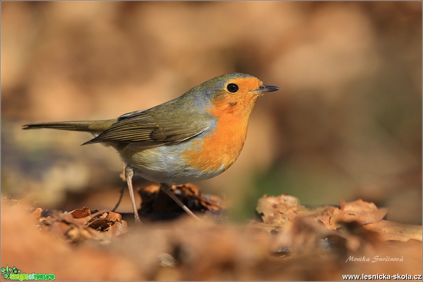 Červenka obecná - Erithacus rubecula - Foto Monika Suržinová 0618 (3)