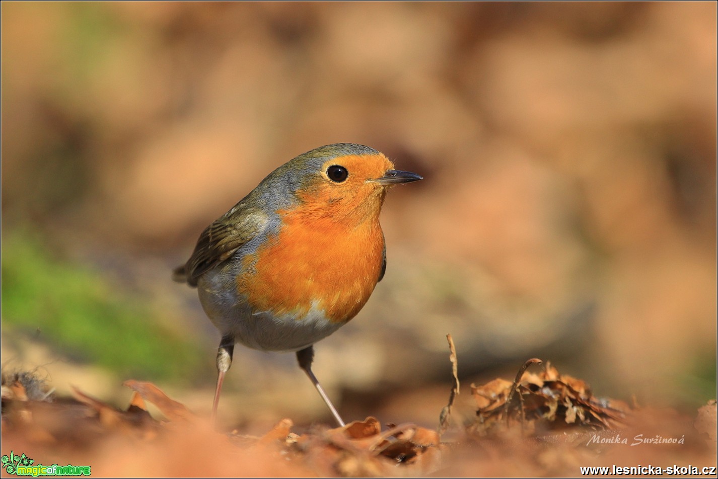 Červenka obecná - Erithacus rubecula - Foto Monika Suržinová 0618 (4)