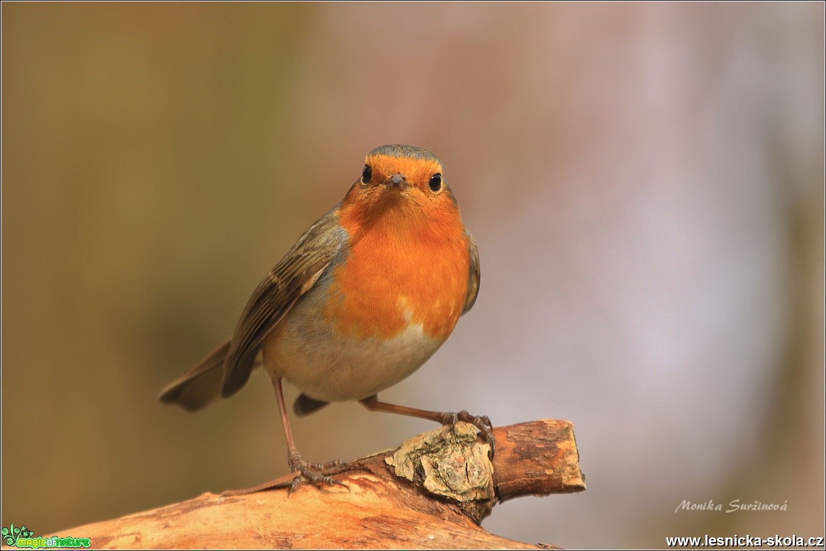 Červenka obecná - Erithacus rubecula - Foto Monika Suržinová 0618 (5)