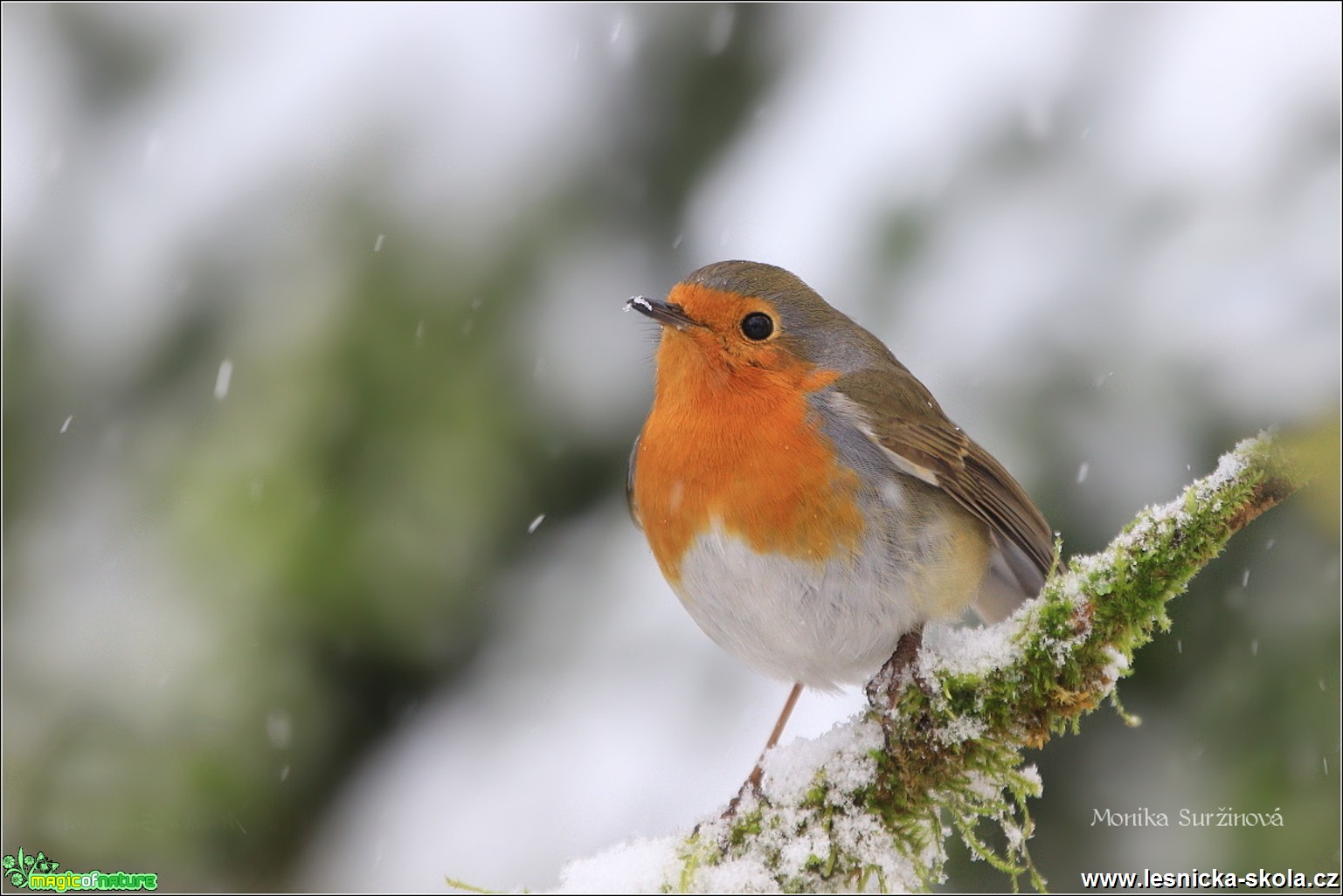 Červenka obecná - Erithacus rubecula - Foto Monika Suržinová 0618 (6)