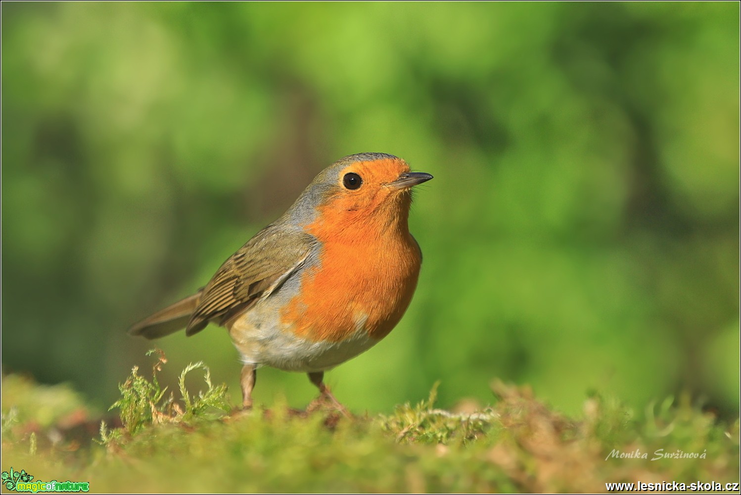 Červenka obecná - Erithacus rubecula - Foto Monika Suržinová 0618 (7)