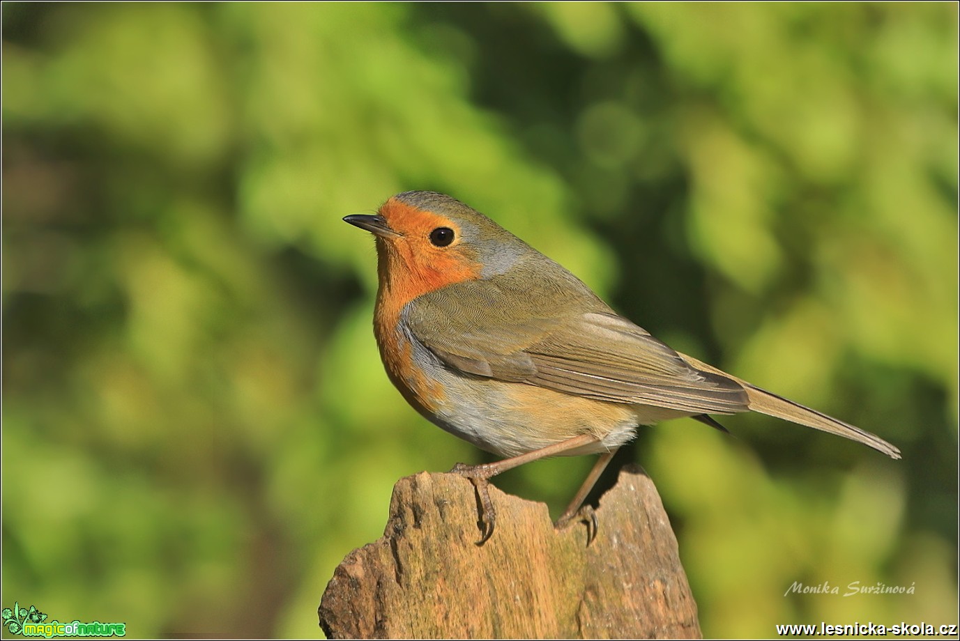 Červenka obecná - Erithacus rubecula - Foto Monika Suržinová 0618 (8)