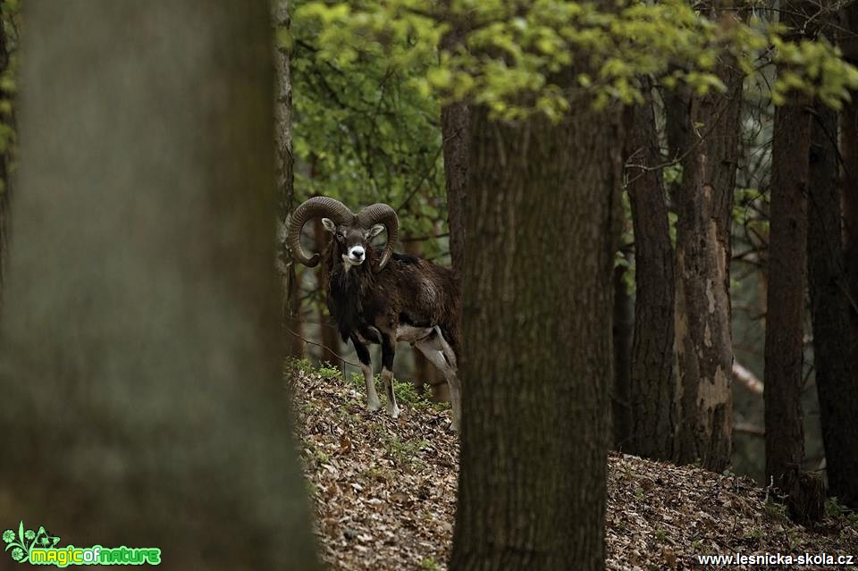 Muflon - Ovis musimon - Foto Lukáš Zahrádka 0618 (1)