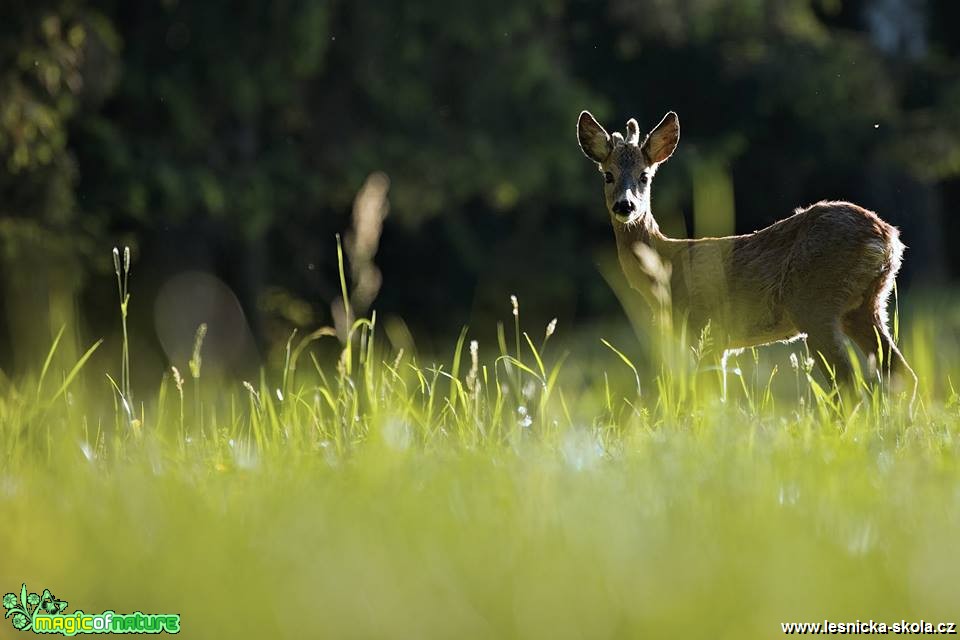 Srnec obecný - Capreolus capreolus - Foto Lukáš Zahrádka 0618 (1)