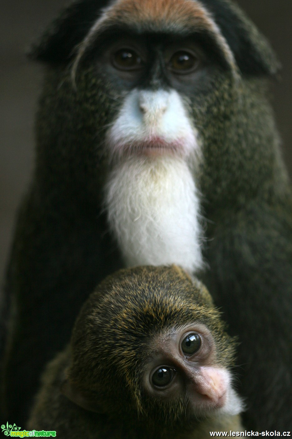 ZOO Ústí nad Labem - Kočkodan Brazzův - Foto Angelika Špicarová (1)