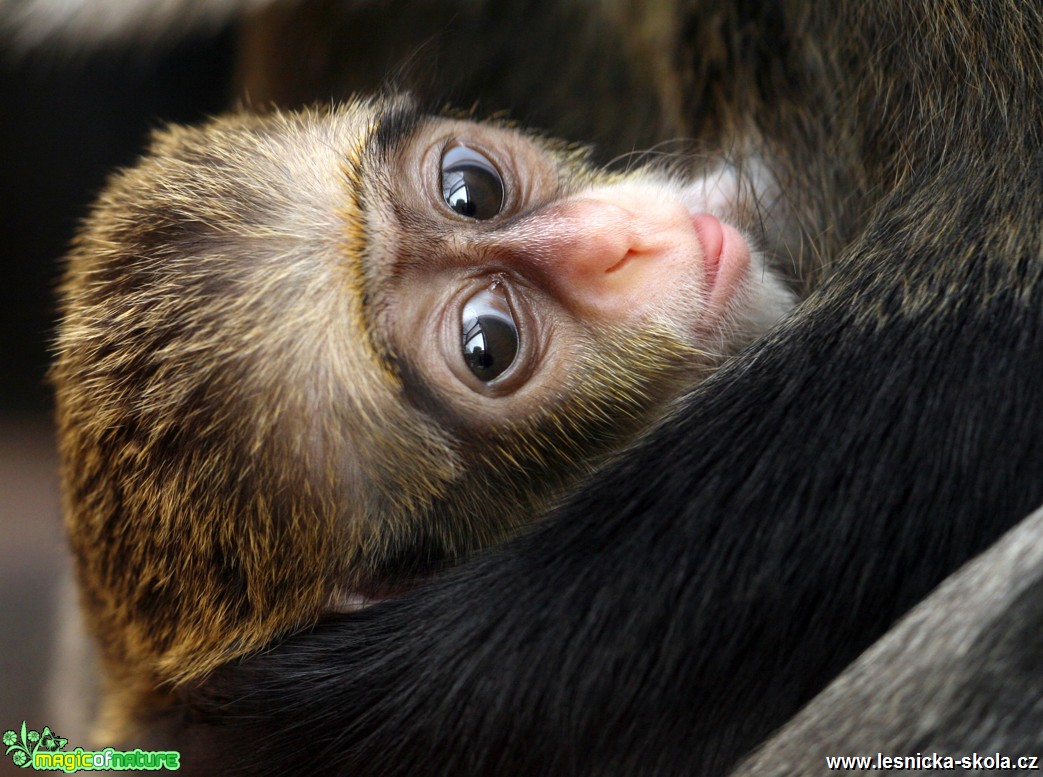 ZOO Ústí nad Labem - Kočkodan Brazzův - Foto Angelika Špicarová (2)