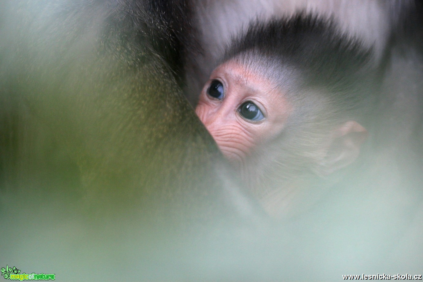 ZOO Ústí nad Labem - Mandril rýholící - Foto Angelika Špicarová