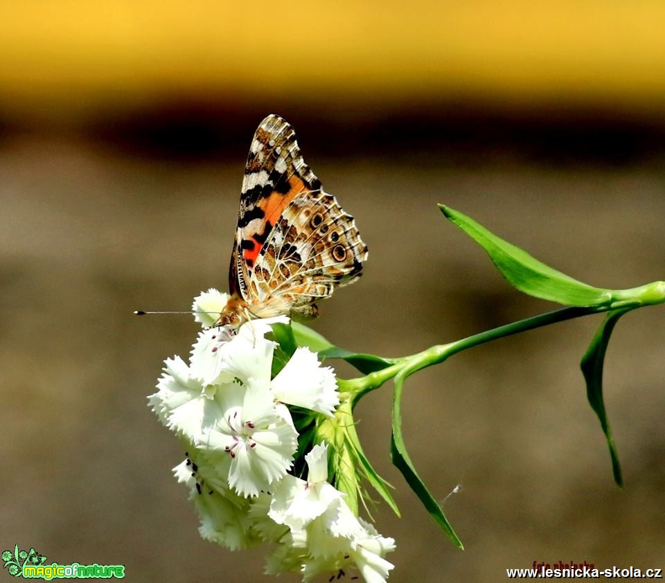 Na sladkém nektaru - Foto Pavel Balazka 0618 (1)