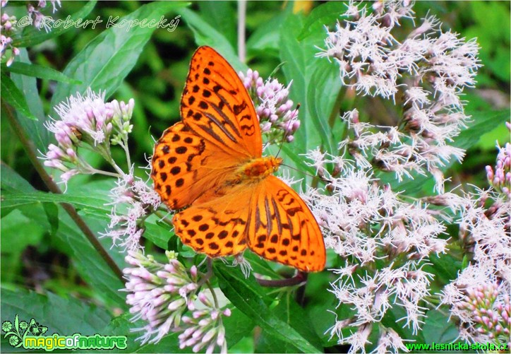 Perleťovec stříbropásek - Argynnis paphia - Foto Robert Kopecký