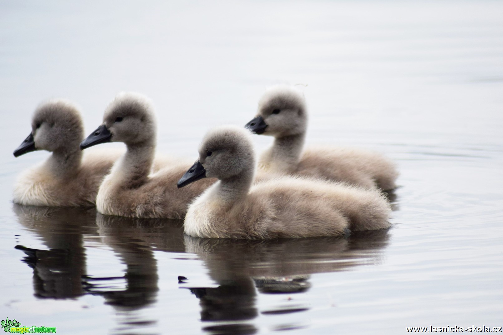 Labuť velká - Cygnus olor - Foto Marie Žďánská 0618 (1)