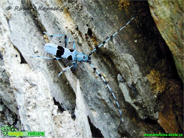 Tesařík alpský - Rosalia alpina - Foto Robert Kopecký