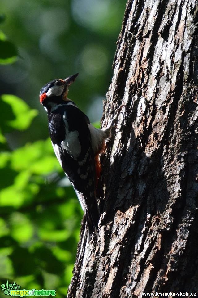 Život na doupném stromě - Foto Marie Vykydalová 0618 (2)