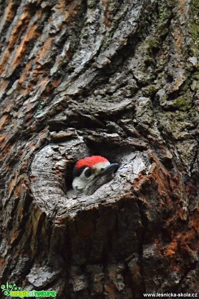 Život na doupném stromě - Foto Marie Vykydalová 0618 (3)