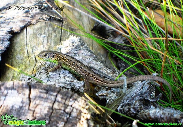 Ještěrka obecná- Lacerta agilis - Foto Robert Kopecký