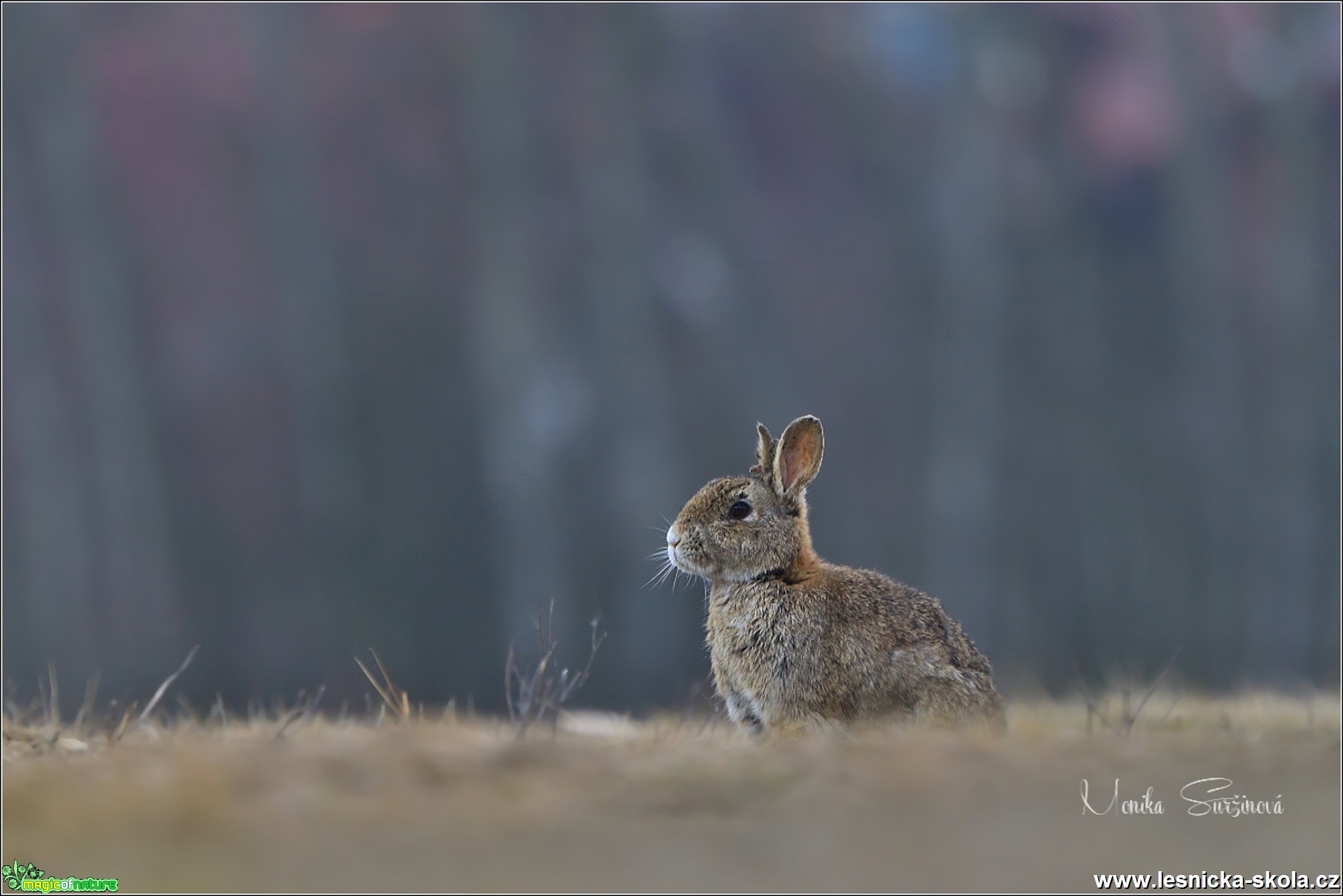 Králík divoký - Oryctolagus cuniculus - Foto Monika Suržinová 0618 (1)