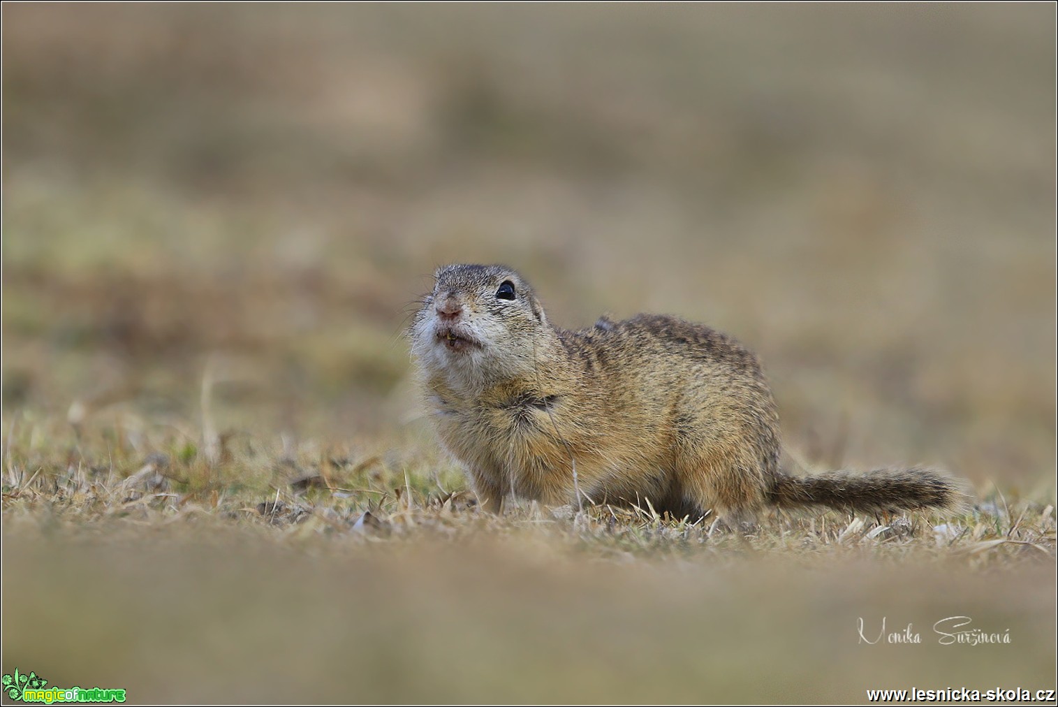 Sysel obecný - Spermophilus citellus - Foto Monika Suržinová 0618 (1)