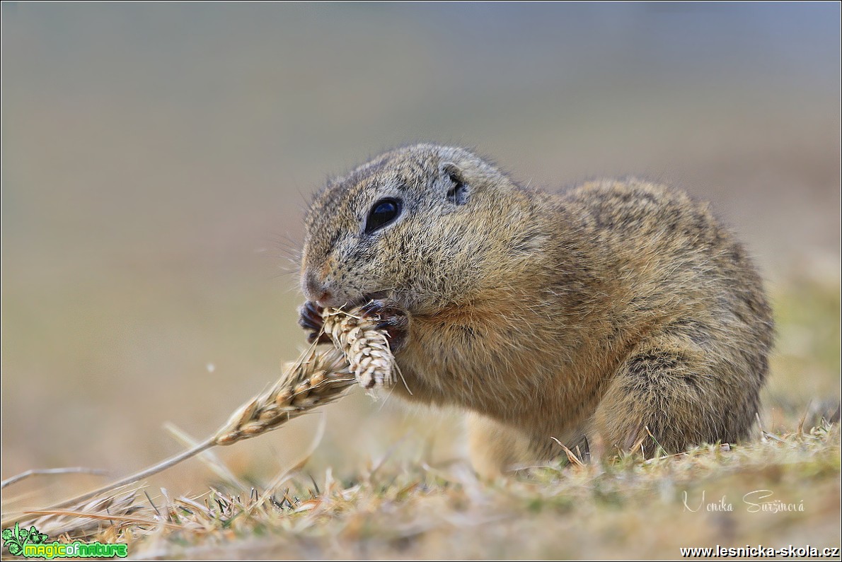 Sysel obecný - Spermophilus citellus - Foto Monika Suržinová 0618 (2)