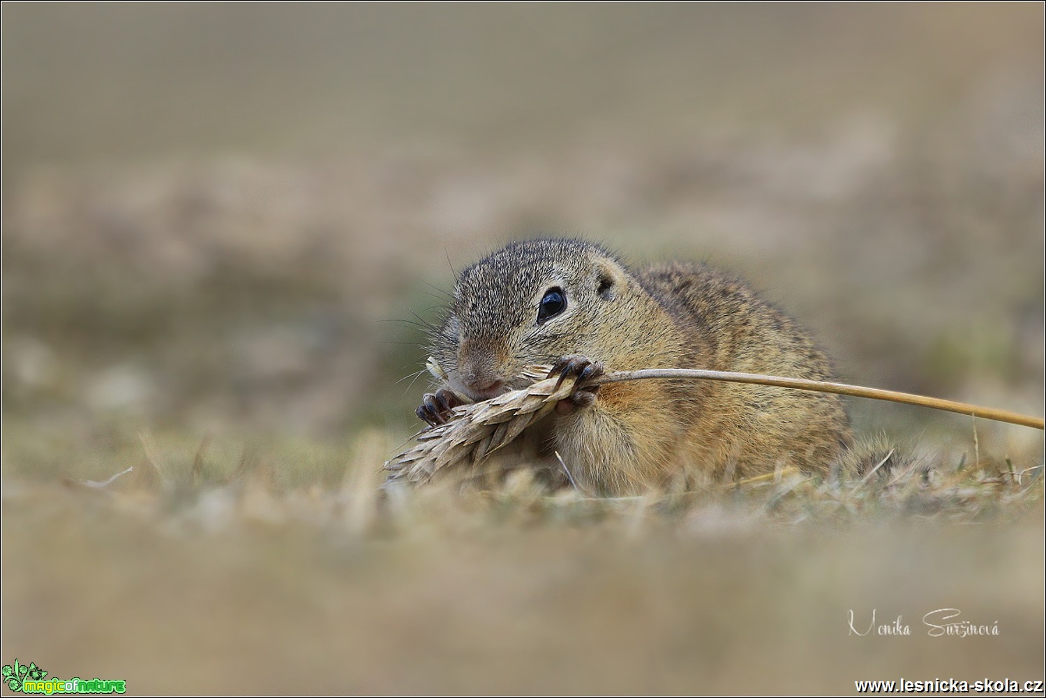 Sysel obecný - Spermophilus citellus - Foto Monika Suržinová 0618 (3)