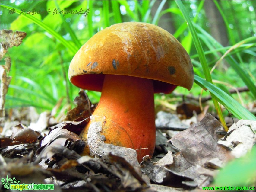 Hřib kovář - Boletus erythropus - Foto Robert Kopecký