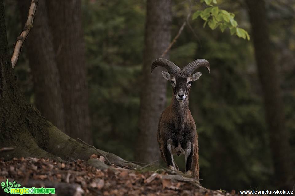 Fotografování mufloní zvěře - Foto Lukáš Zahrádka 0618 (3)