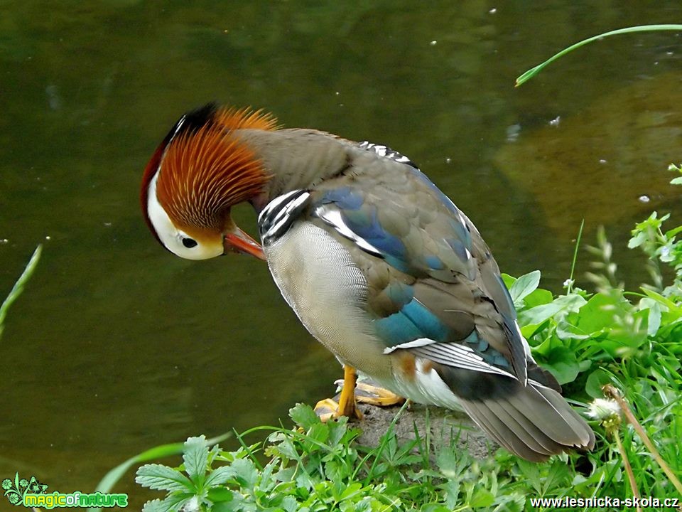 Kachnička mandarínská - Aix galericulata - Foto Jiří Havel 0618 (1)