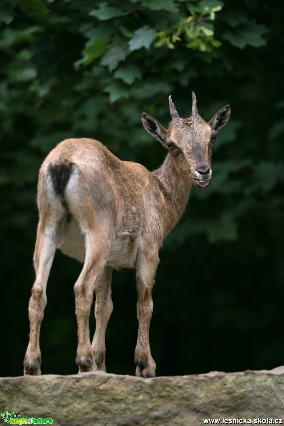 ZOO Liberec - Koza šrouborohá - Foto Angelika Špicarová