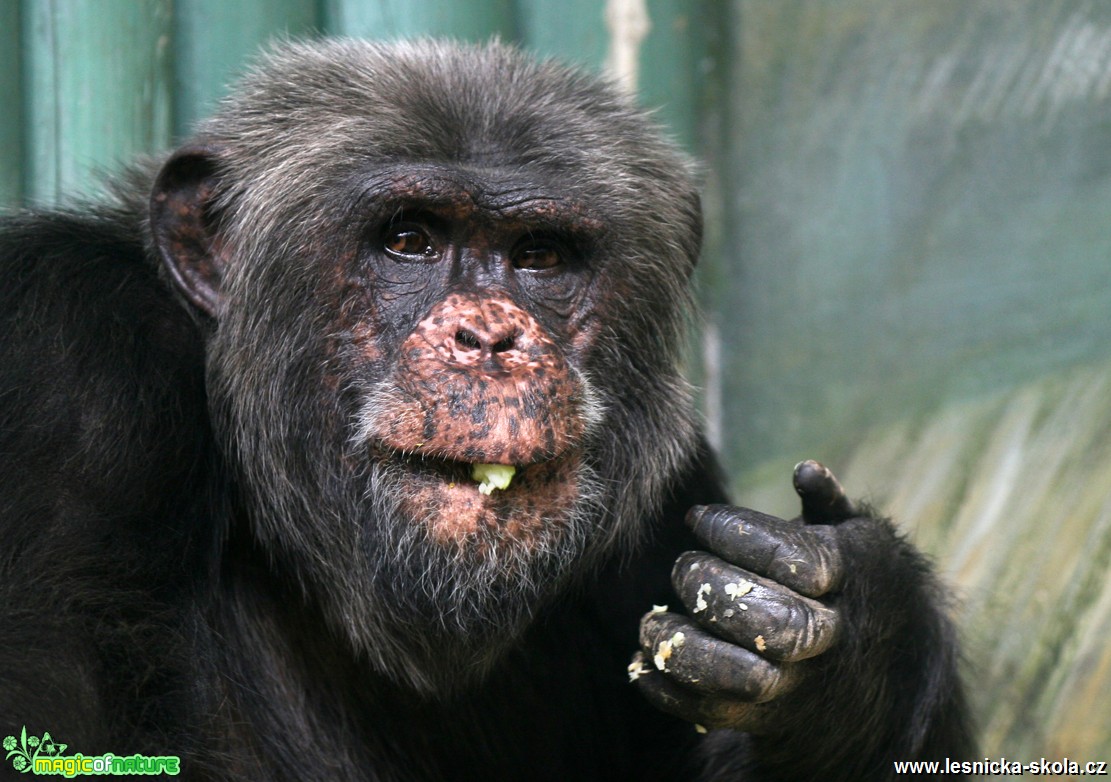 ZOO Liberec - Šimpanz - Foto Angelika Špicarová