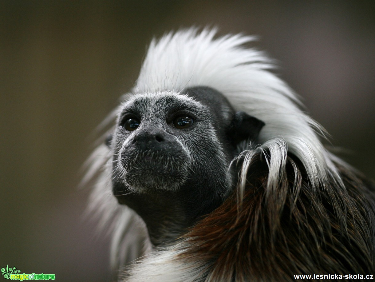 ZOO Liberec - Tamarín pinčí - Foto Angelika Špicarová