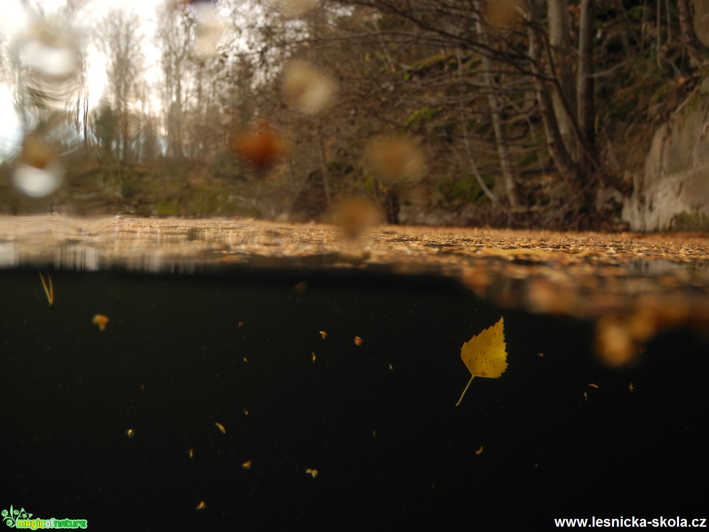 Fotografování podvodního světa - Foto Tomáš Kunze 0817 (5)