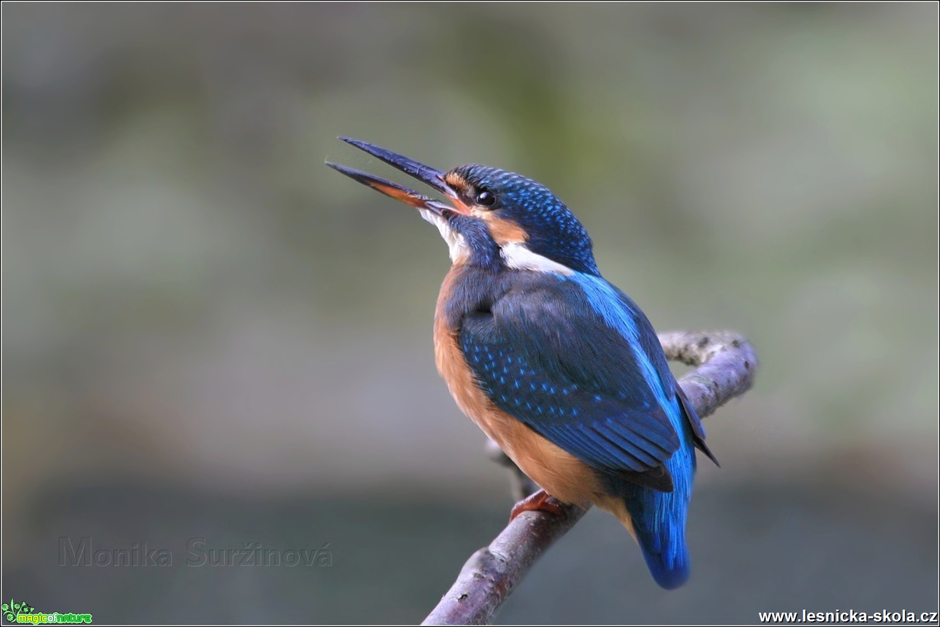 Ledňáček říční - Alcedo atthis - Foto Monika Suržinová 0817 (1)