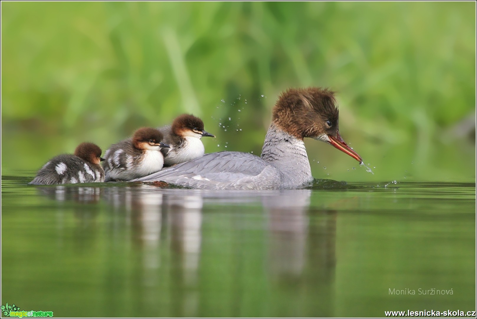 Morčák velký - Mergus merganser - Foto Monika Suržinová 0817 (1)