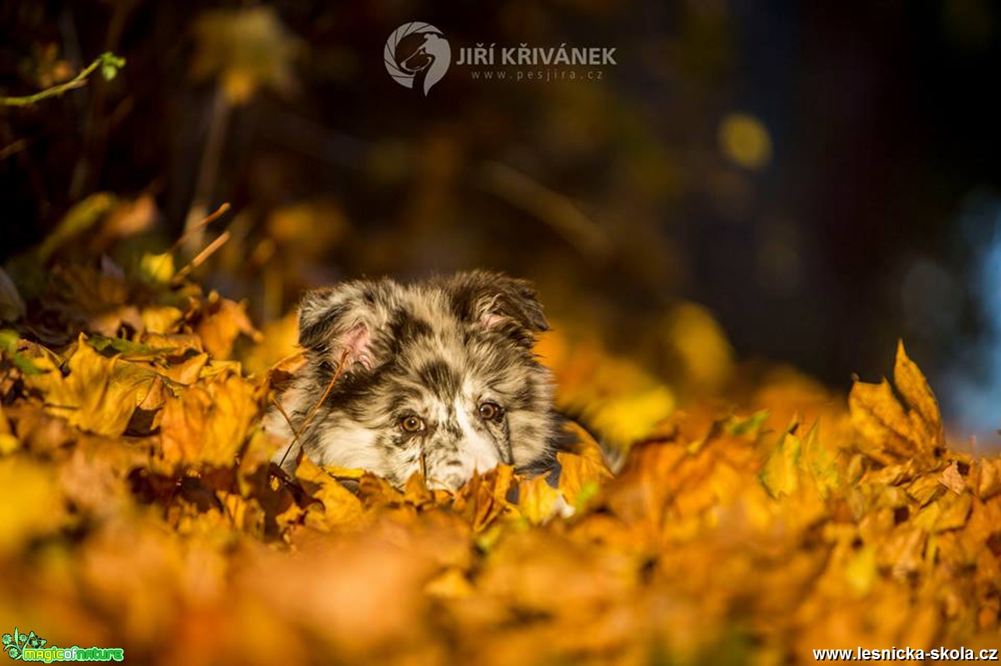 Podzimní fotografování s pejsky - Foto Jiří Křivánek 1017 (5)