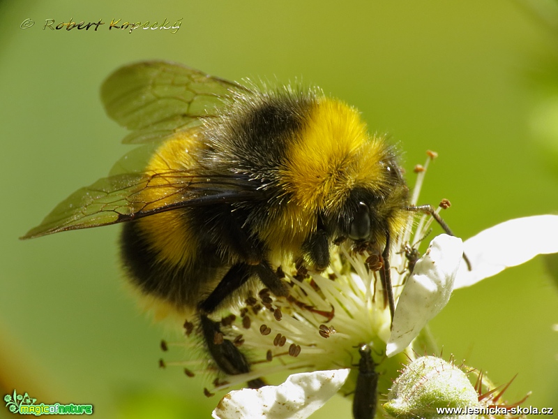 Čmelák hájový - Bombus lucorum ♂ - Foto Robert Kopecký 0517