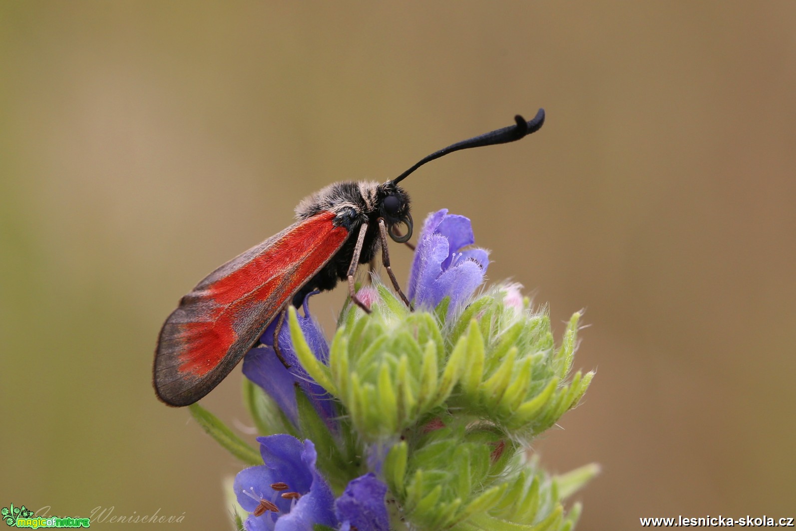 Vřetenuška čtverotečná - Zygaena punctum - Foto Irena Wenischová 1017