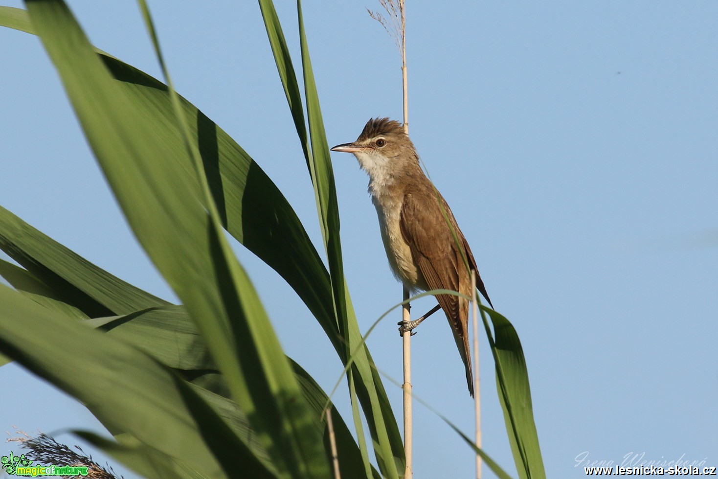 Rákosník velký - Acrocephalus arundinaceus - Foto Irena Wenischová 1017