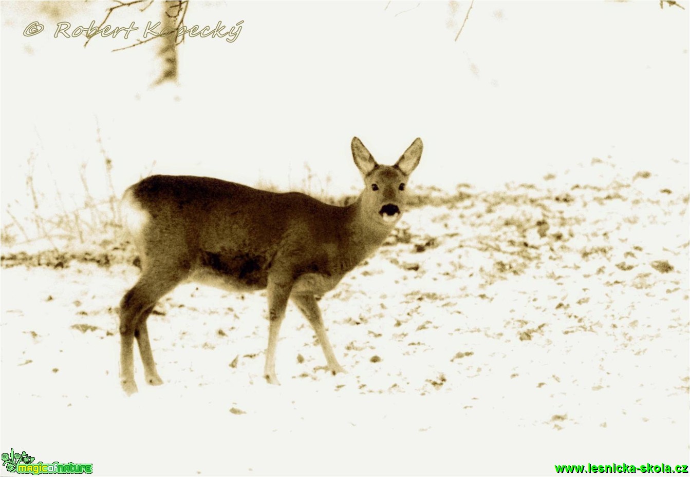 Srnec obecný - Capreolus capreolus - Foto Robert Kopecký