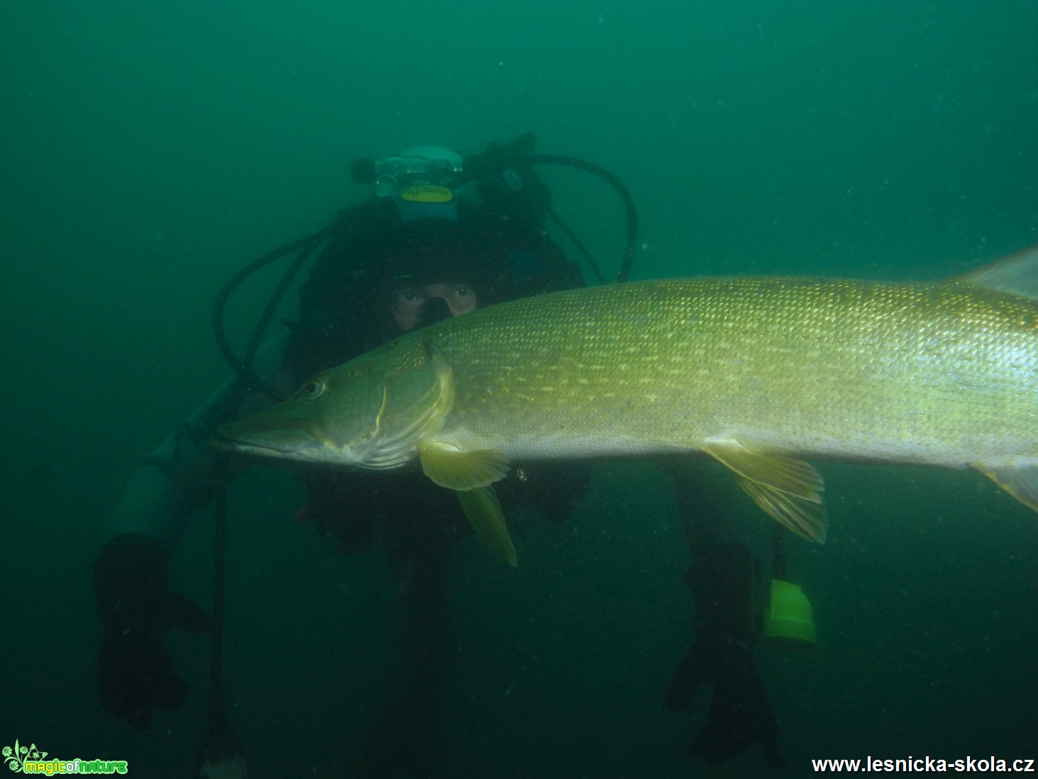 Fotografování pod hladinou - Borek 2016 - Foto Tomáš Kunze 0917 (10)