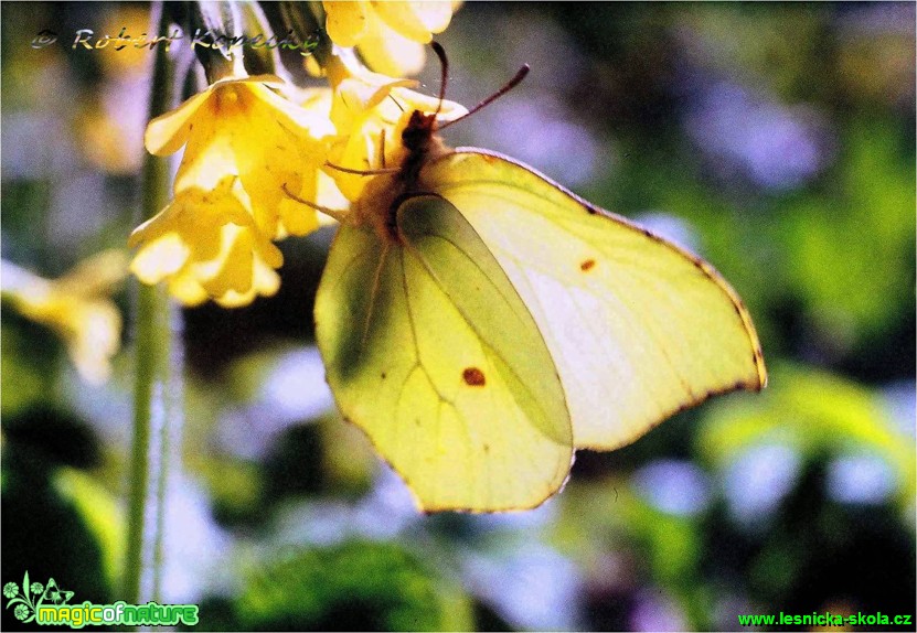 Žluťásek řešetlákový - Gonepteryx rhamni - Foto Robert Kopecký