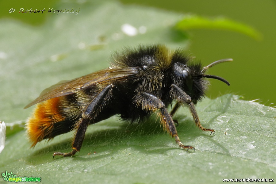 Pačmelák cizopasný - Bombus rupestris ♀ - Foto Robert Kopecký 0517