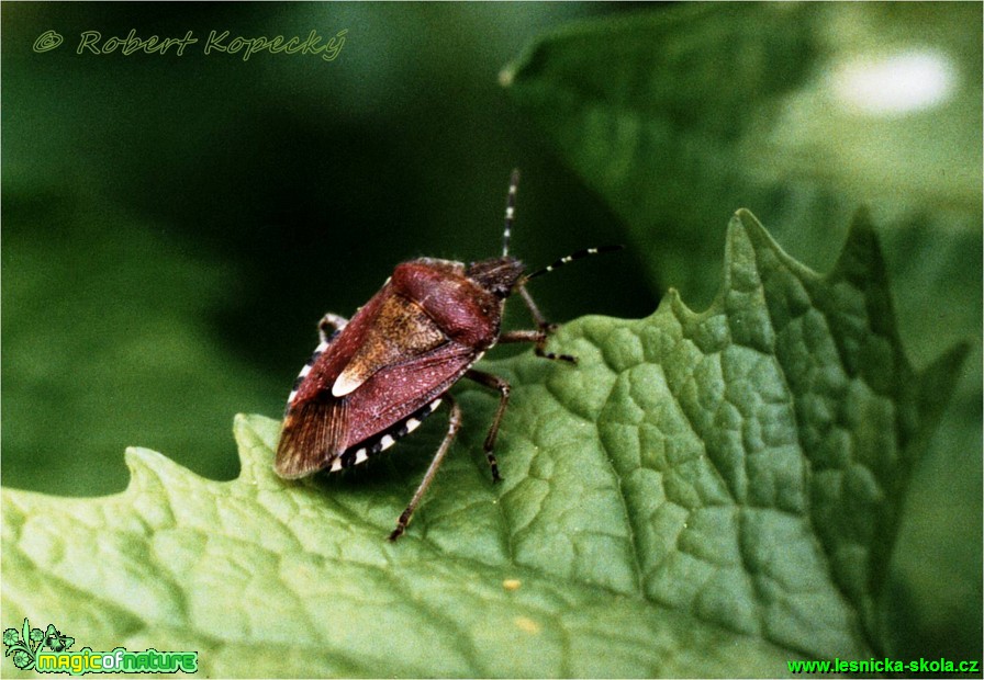 Kněžice chlupatá - Dolycoris baccarum - Foto Robert Kopecký