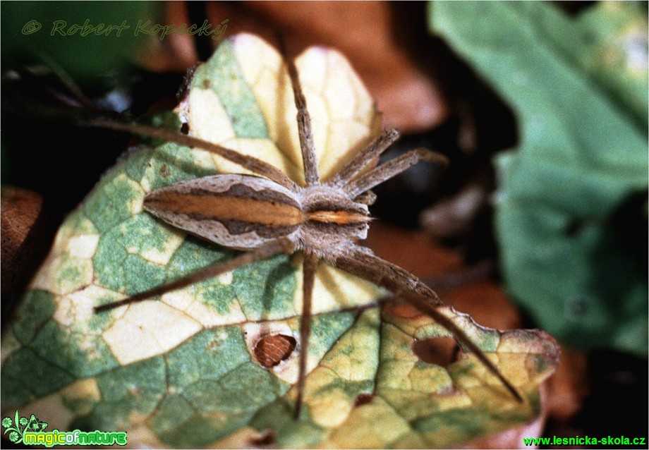 Lovčík hajní - Pisaura mirabilis - Foto Robert Kopecký