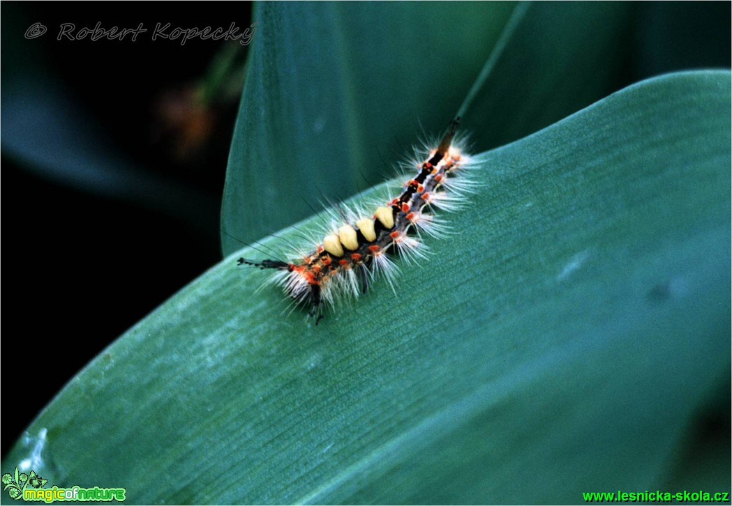 Štětconoš borůvkový - housenka - Orgyia gonostigma - Foto Robert Kopecký