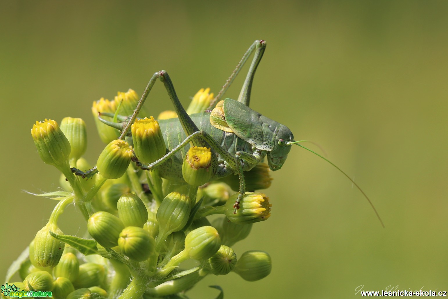 Kobylka zavalitá - Polysarcus denticauda - Foto Irena Wenischová 0118