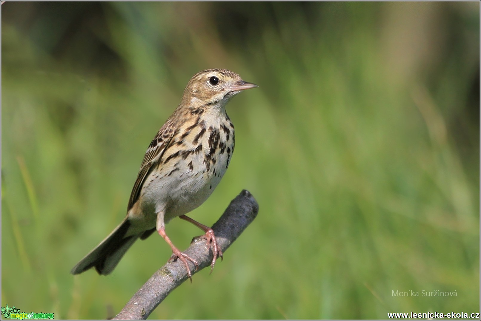 Linduška lesní - Anthus trivialis - Foto Monika Suržinová 0318 (4)