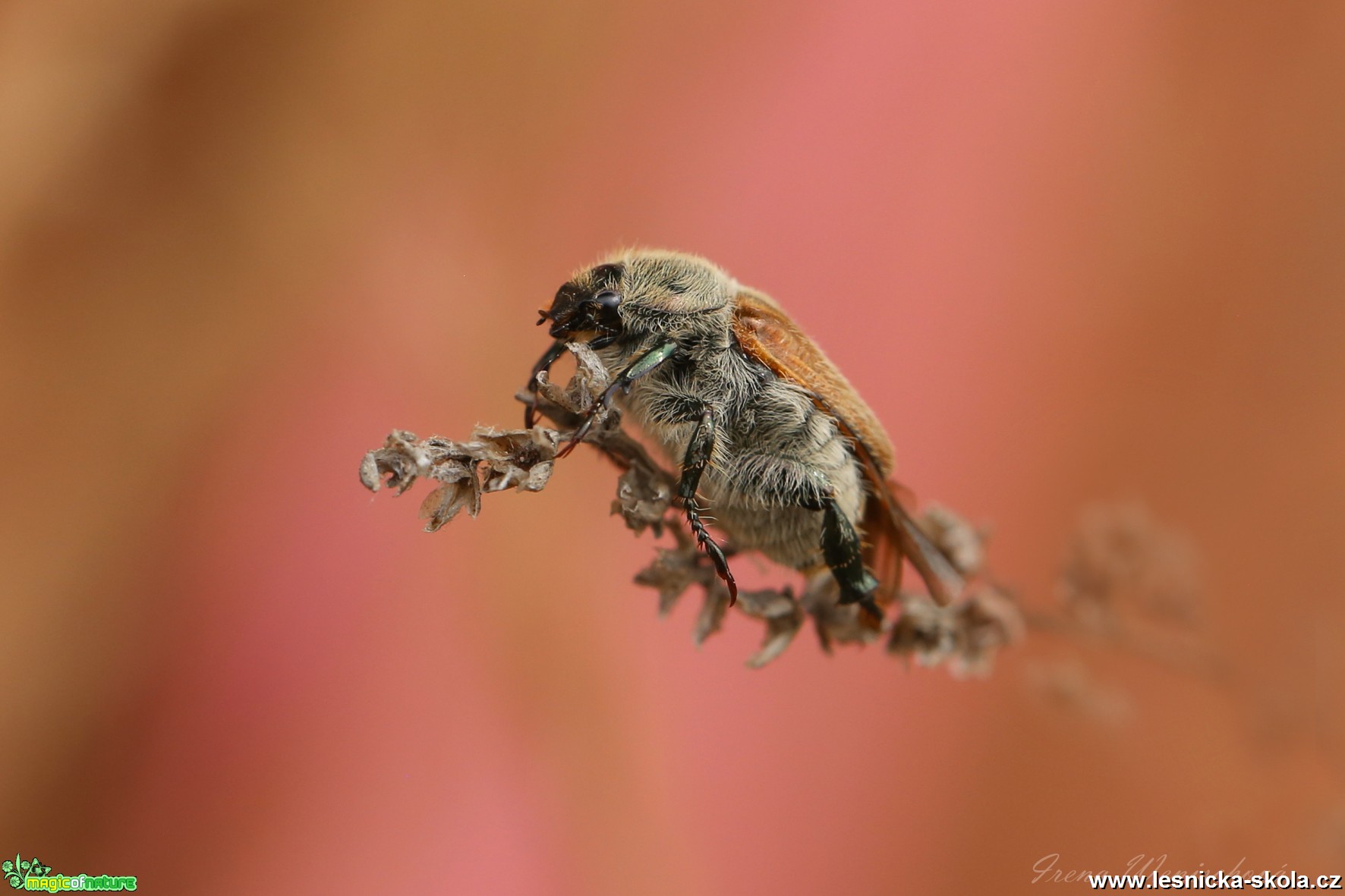 Listokaz chlupatý - Anisoplia villosa - Foto Irena Wenischová 0118